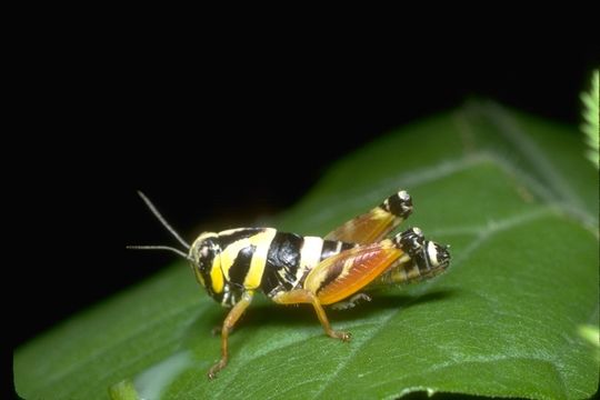 Imagem de Acrididae