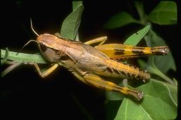 Image of short-horned grasshoppers