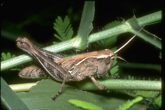 Image of short-horned grasshoppers