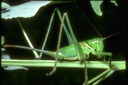 Image of grasshoppers and relatives