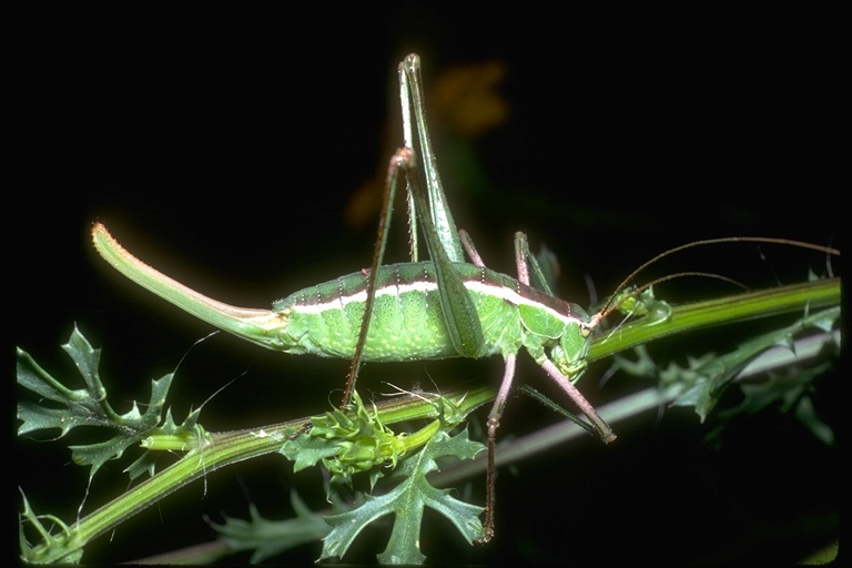 Image of short-horned grasshoppers