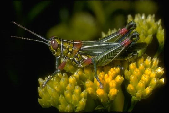 Слика од Hesperotettix viridis (Thomas & C. 1872)