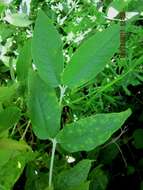 Image of Butterfly Bush