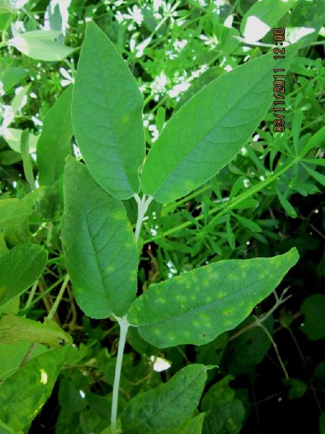 Image of Butterfly Bush