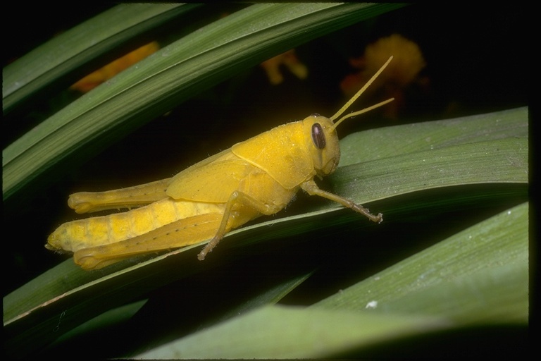 Image of short-horned grasshoppers