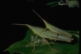 Image of short-horned grasshoppers