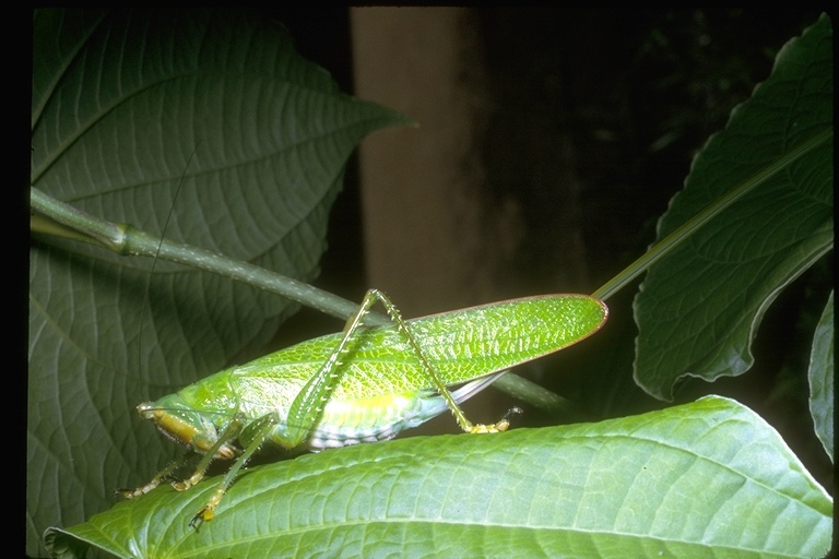 Image de Tettigoniidae