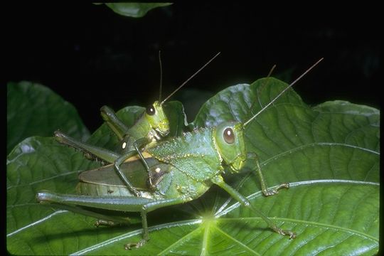 Imagem de Acrididae