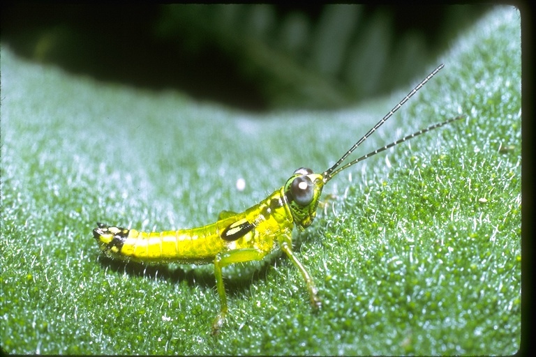 Image of short-horned grasshoppers