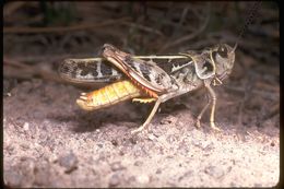 Image of Red-shanked Grasshopper