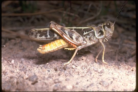 Image of Red-shanked Grasshopper