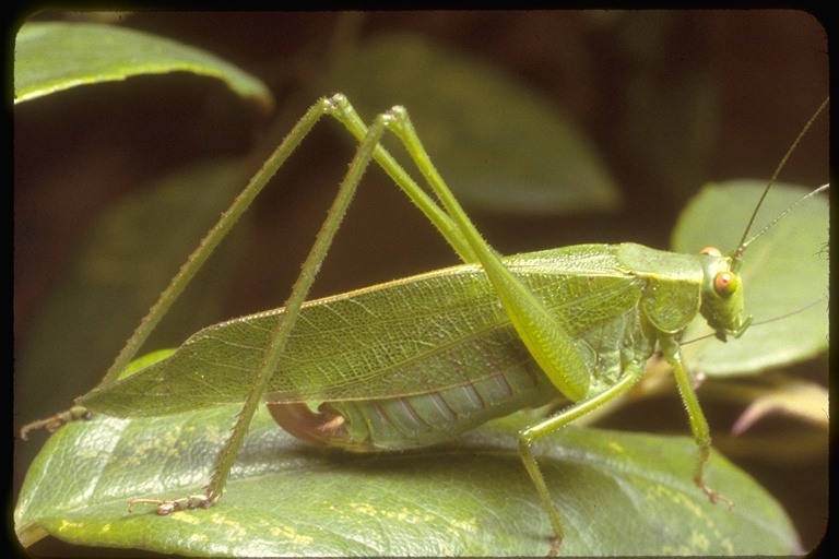 Image de Tettigoniidae