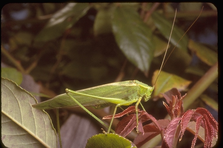 Image of Scudder's bush katydids
