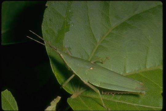 Imagem de Acrididae