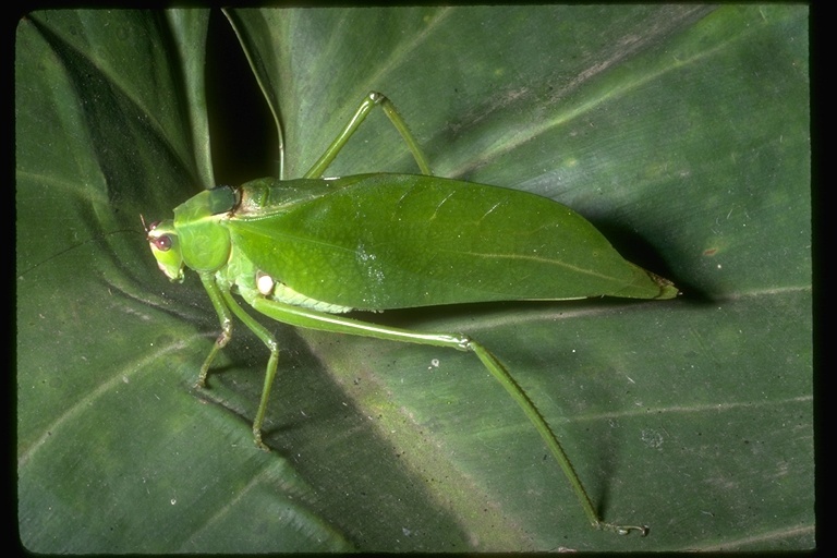 Image de Tettigoniidae