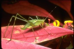 Image de Tettigoniidae