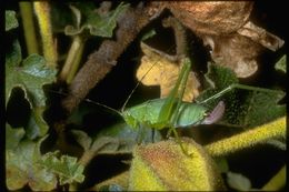 Plancia ëd Tettigoniidae