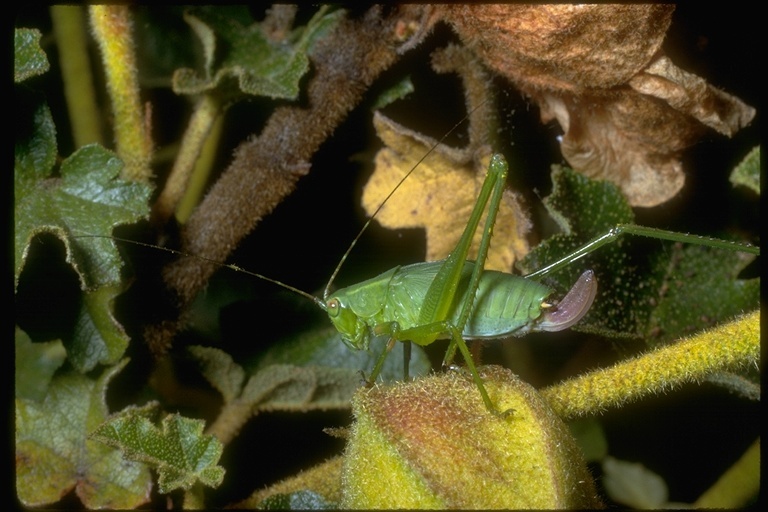 Image de Tettigoniidae