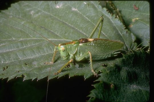 Image of katydids