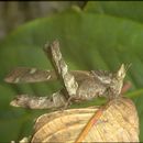 Image of monkey grasshoppers