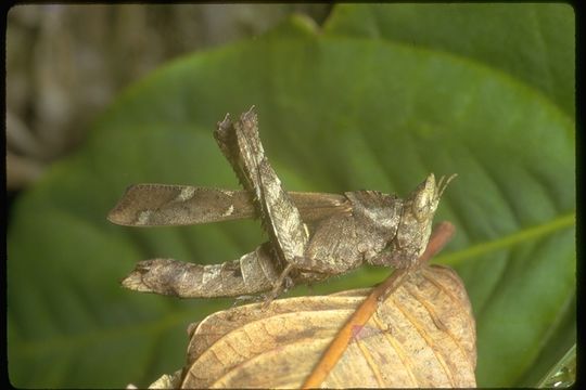 Image of monkey grasshoppers