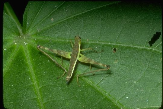 Image of grasshoppers and relatives