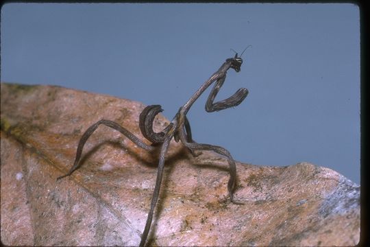 Image of mantids