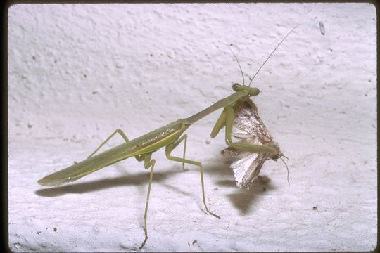 Image of mantids