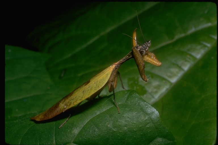 Image of mantids