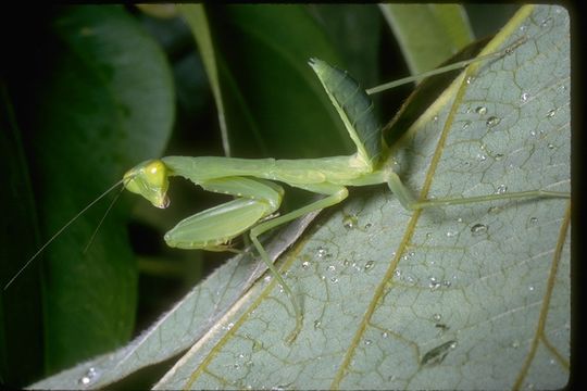 Image of mantids