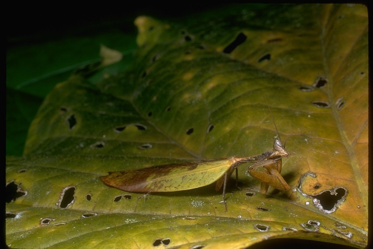 Image of mantids