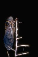 Image of cicadas