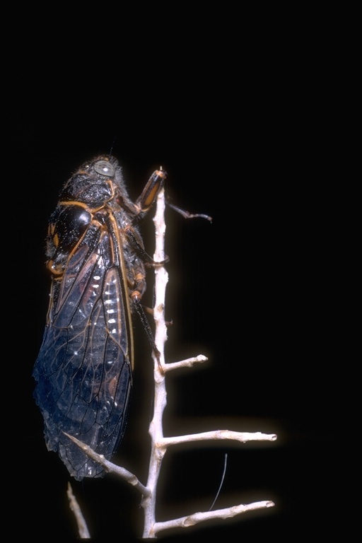 Image de Cicadidae