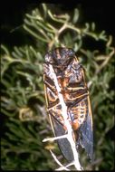 Image of cicadas