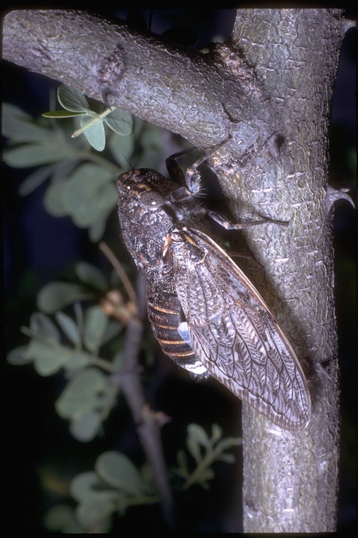 Image of cicadas