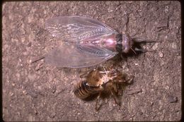 Image of cicadas