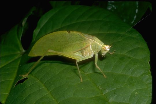 Image of katydids