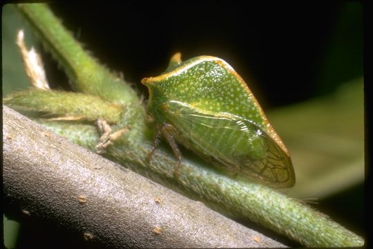 Image of Buffalo Treehoppers