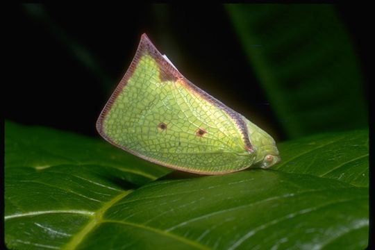 Image of flatid planthoppers