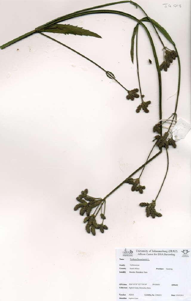 Image of vervain