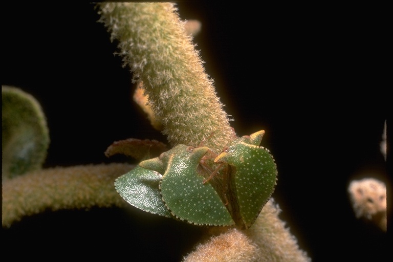 Image of treehoppers