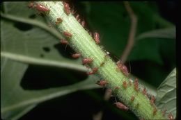Image of aphids