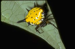 Image de Gasteracantha hasselti C. L. Koch 1837