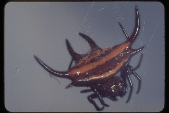 Image of Spiny orb-weaver