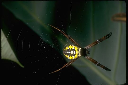 Image of Argiope