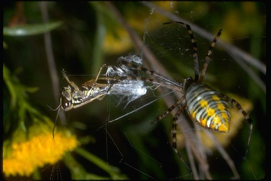 Image of Banded Argiope