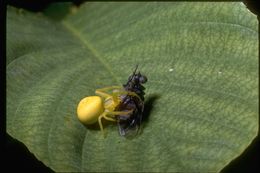 Image of crab spiders