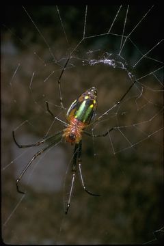 Image of Leucauge