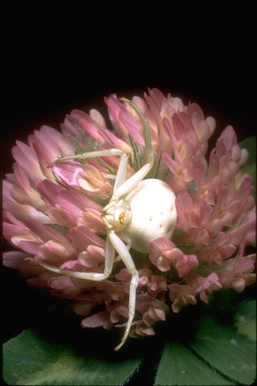 Sivun Kukkahämähäkki kuva