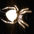 Image de Araneus gemmoides Chamberlin & Ivie 1935